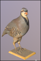 Rock partridge (Alectoris graeca)